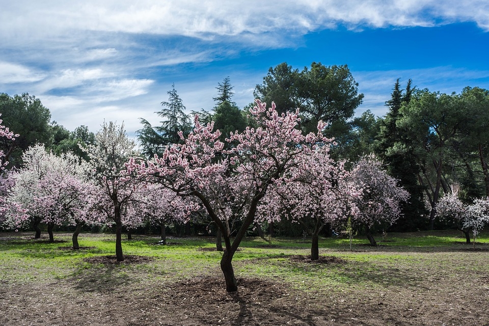 Ruta de almendros en flor por Mallorca