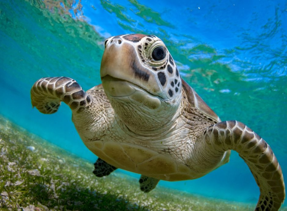 Know the Sea Turtle Recovery Centre in Mallorca
