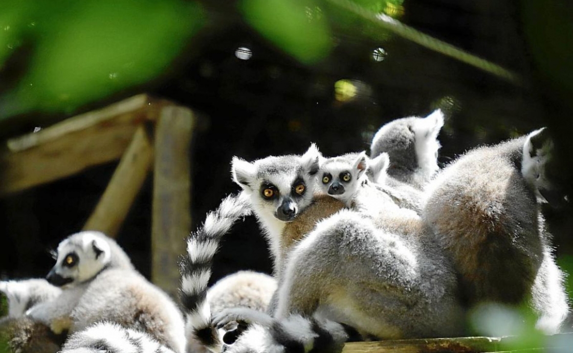 Natura Park, animal sanctuary