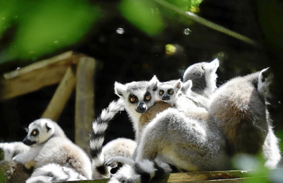 Natura Parc, santuario de animales