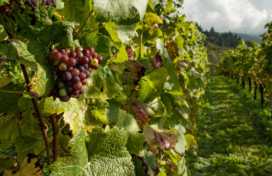 Festes des Vermar in Binissalem: the essence of the Mallorcan harvest